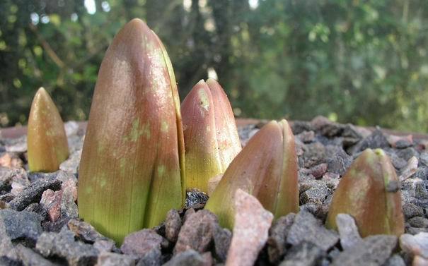 Fritillaria sewerzowii
