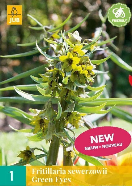 Fritillaria sewerzowii 'Green Eyes'