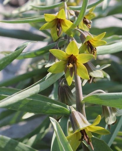 Fritillaria sewerzowii 'Green Eyes'