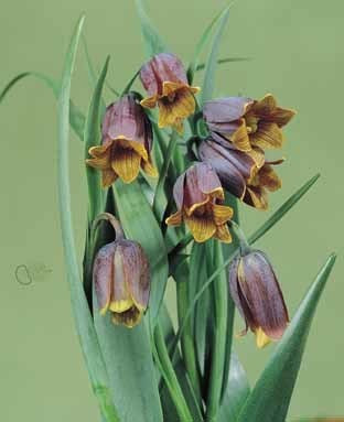 Fritillaria uva-vulpis