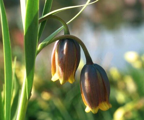 Fritillaria uva-vulpis