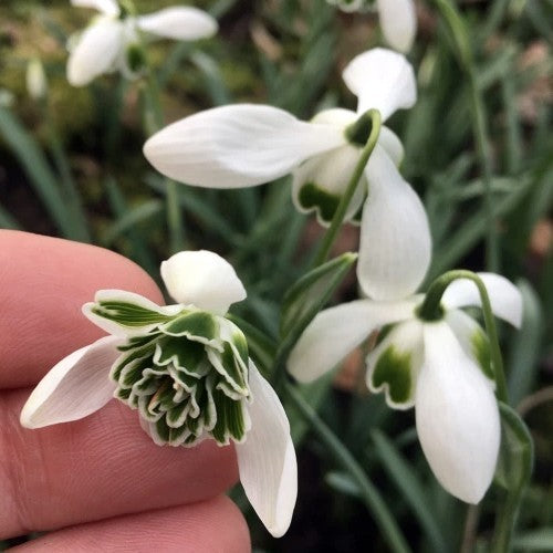 Galanthus 'Dionysus'
