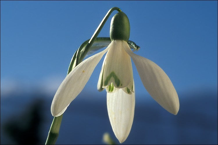 Galanthus elwesii