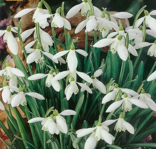 Galanthus elwesii