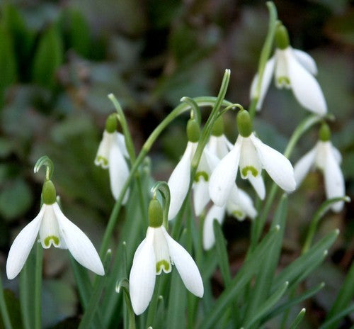 Galanthus nivalis