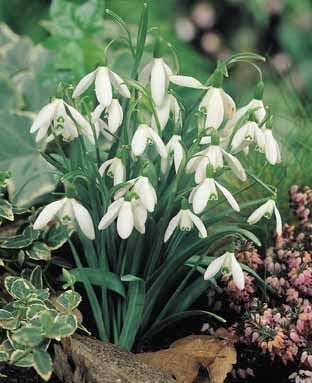 Galanthus nivalis
