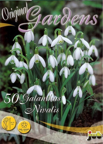 Galanthus nivalis