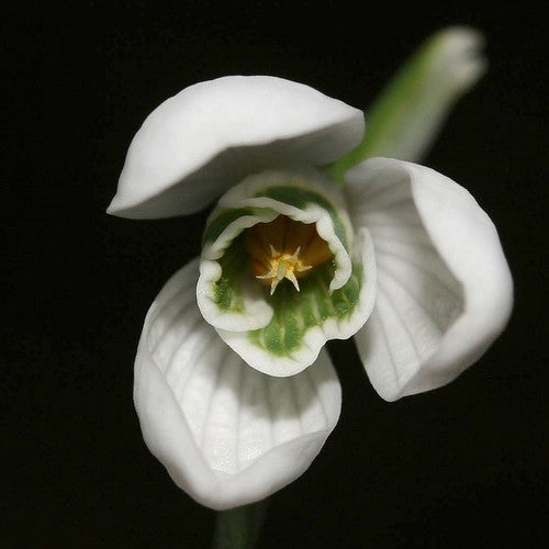 Galanthus nivalis