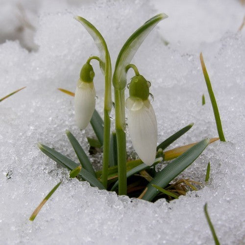 Galanthus nivalis
