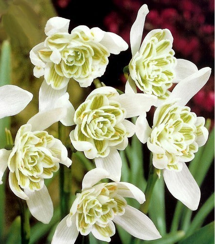 Galanthus nivalis 'Flore Pleno'
