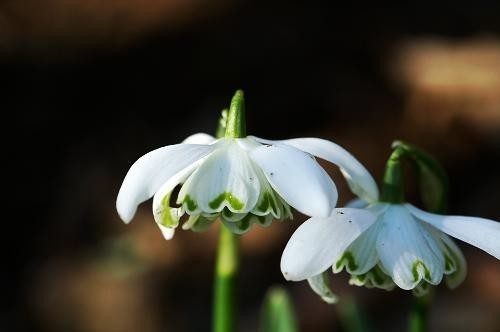 Galanthus nivalis 'Flore Pleno'