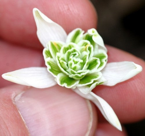 Galanthus nivalis 'Flore Pleno'