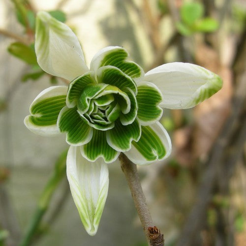 Galanthus nivalis 'Flore Pleno'