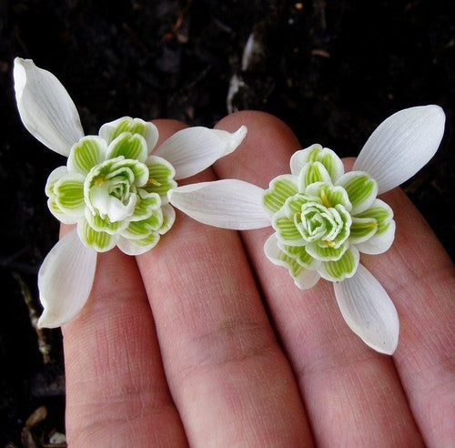 Galanthus nivalis 'Flore Pleno'