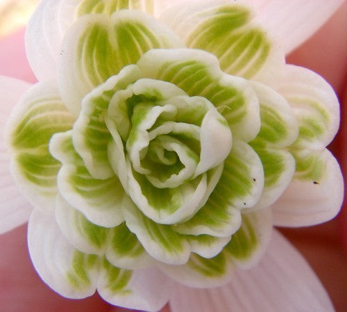 Galanthus nivalis 'Flore Pleno'