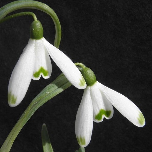 Galanthus nivalis 'Viridapice'