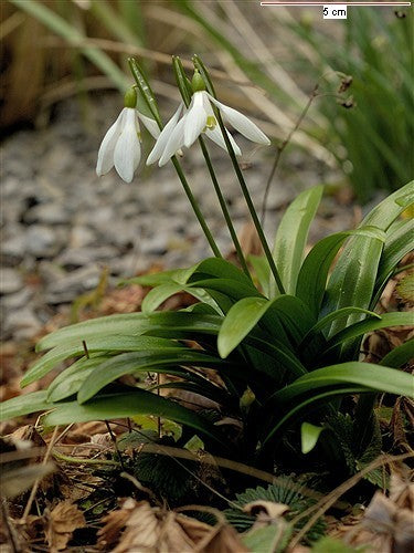 Galanthus woronowii