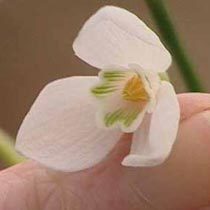 Galanthus woronowii