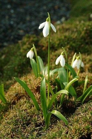 Galanthus woronowii