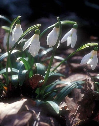 Galanthus woronowii