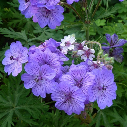 Geranium malviflorum