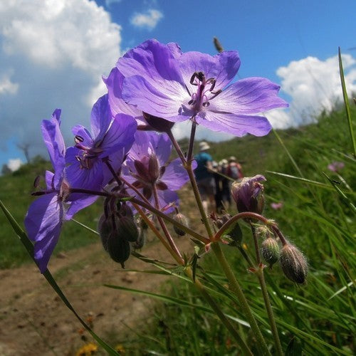 Geranium malviflorum