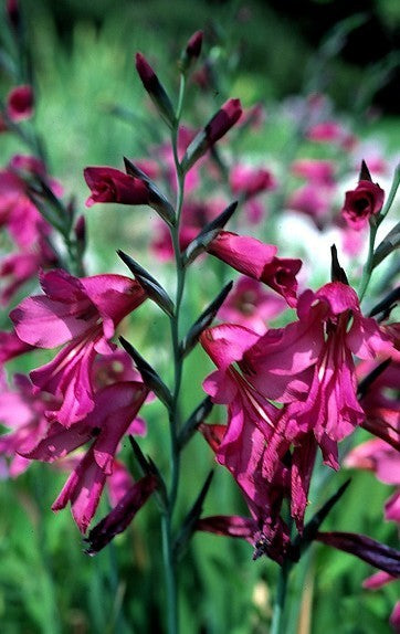 Gladiolus communis ssp. byzantinus