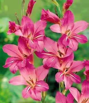 Gladiolus communis ssp. byzantinus