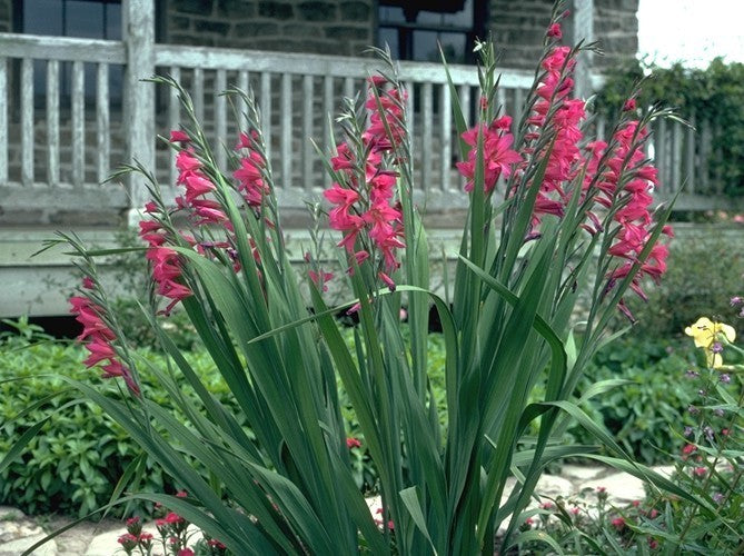 Gladiolus communis ssp. byzantinus