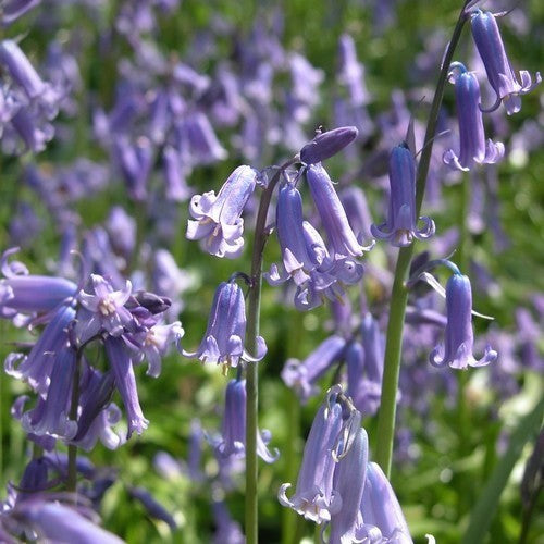 Hyacinthoides hispanica 'Blue'