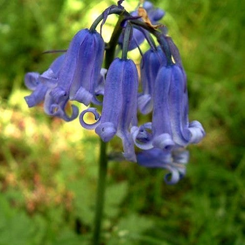 Hyacinthoides hispanica 'Blue'