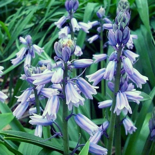 Hyacinthoides hispanica 'Blue'