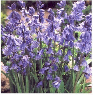 Hyacinthoides hispanica 'Blue'