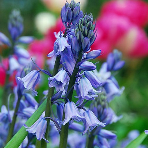 Hyacinthoides hispanica 'Blue'