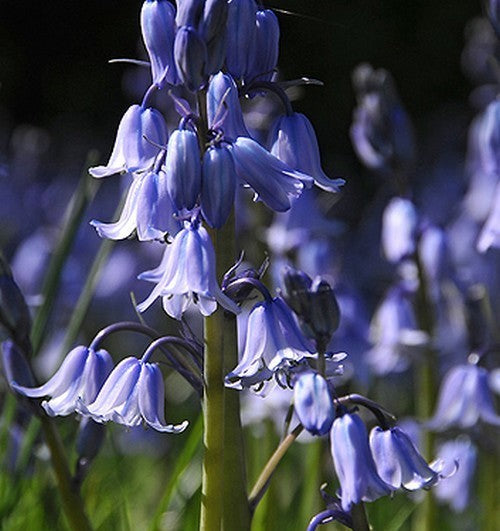 Hyacinthoides hispanica 'Blue'