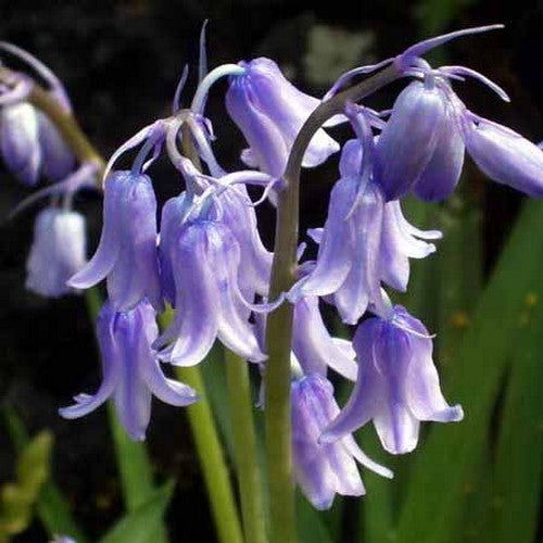 Hyacinthoides hispanica 'Blue'