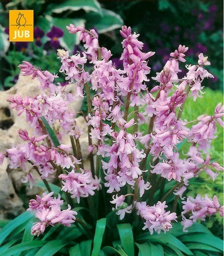 Hyacinthoides hispanica 'Rose'