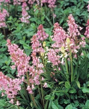 Hyacinthoides hispanica 'Rose'