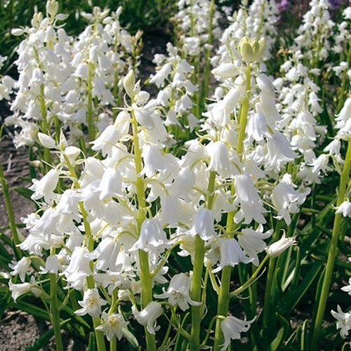 Hyacinthoides hispanica 'Snow White'