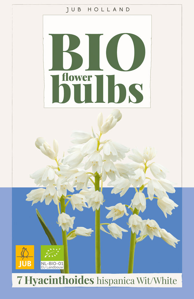 Hyacinthoides hispanica 'wit'