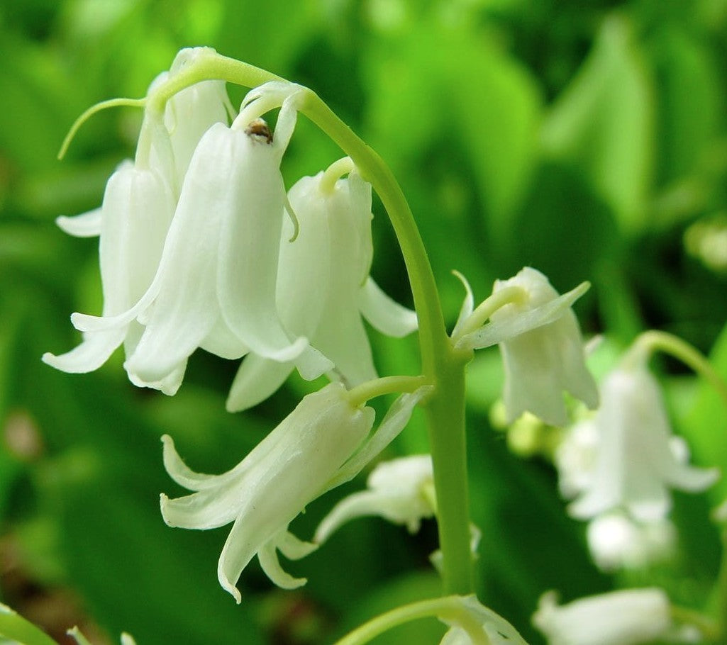 Hyacinthoides hispanica 'White'