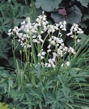 Hyacinthoides hispanica 'White'