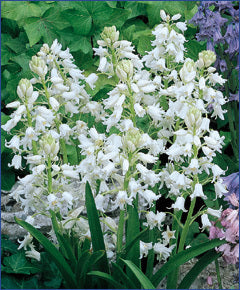 Hyacinthoides hispanica 'White'