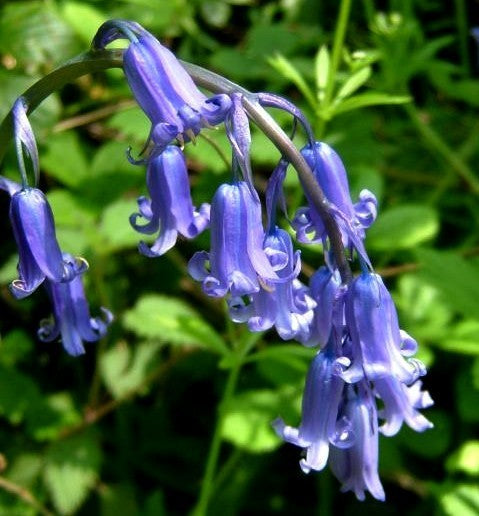 Hyacinthoides non-scripta