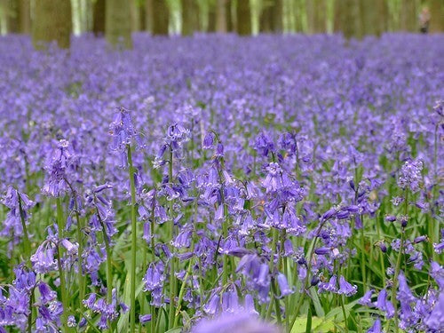 Hyacinthoides non-scripta