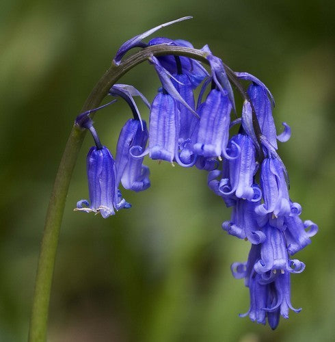 Hyacinthoides non-scripta