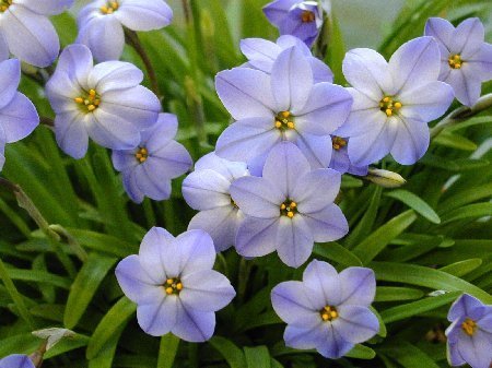 Ipheion uniflorum 'Wisley Blue'