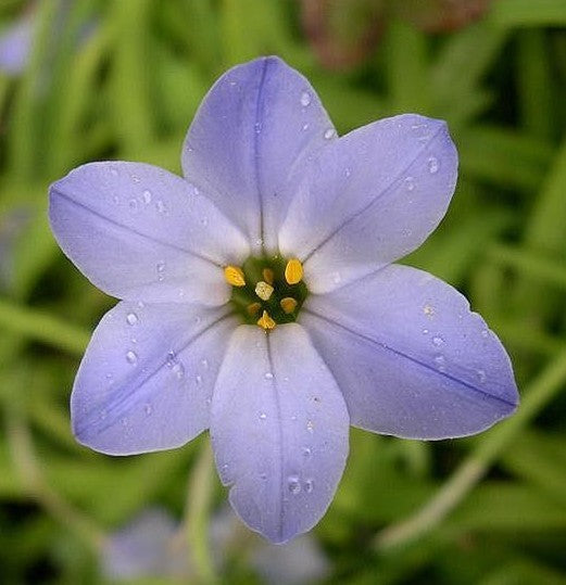 Ipheion uniflorum 'Wisley Blue'