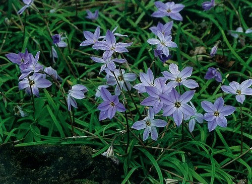 Ipheion uniflorum 'Wisley Blue'