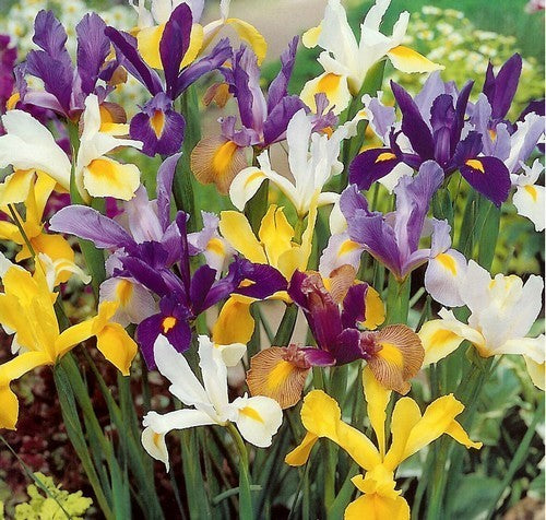 Iris Hollandse-Hybriden 'Mix'